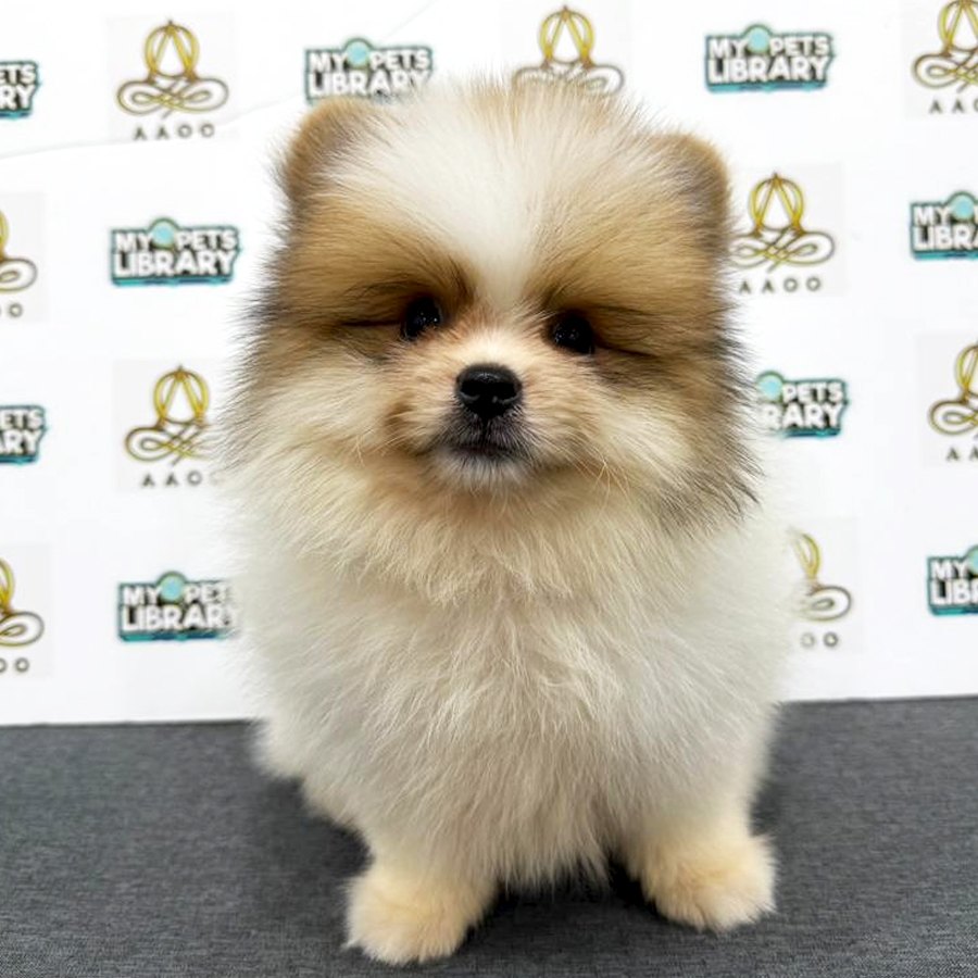 Pomeranian Puppy