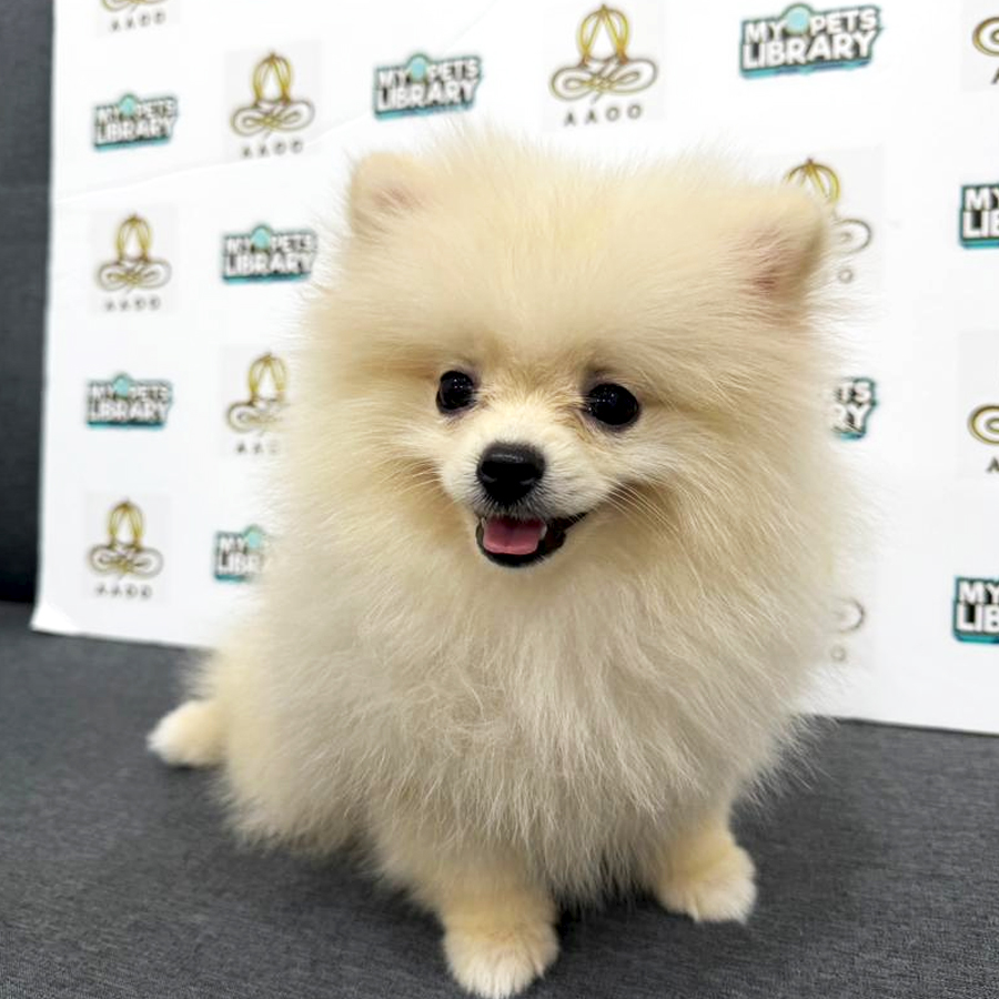 Pomeranian Puppy