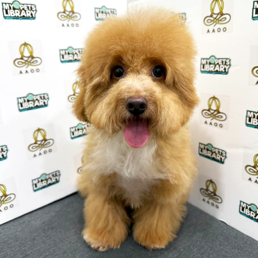 Toy Poodle Puppy