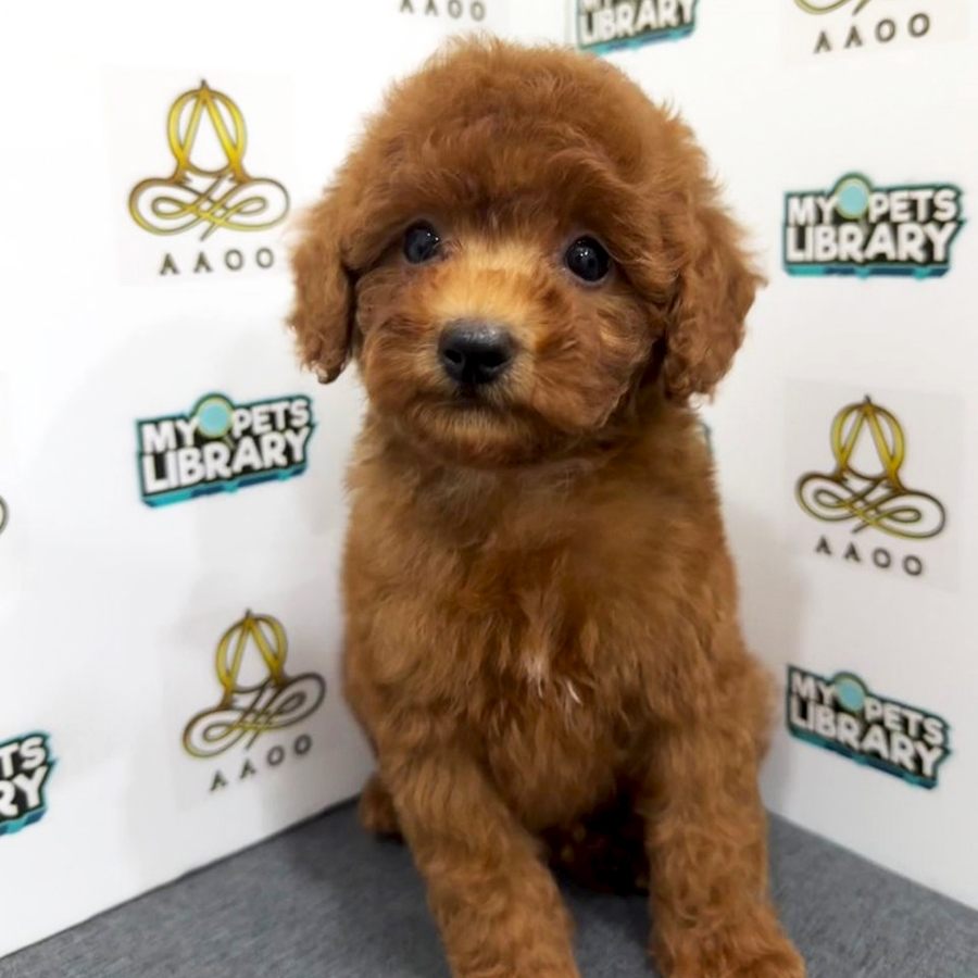 Toy Poodle Puppy