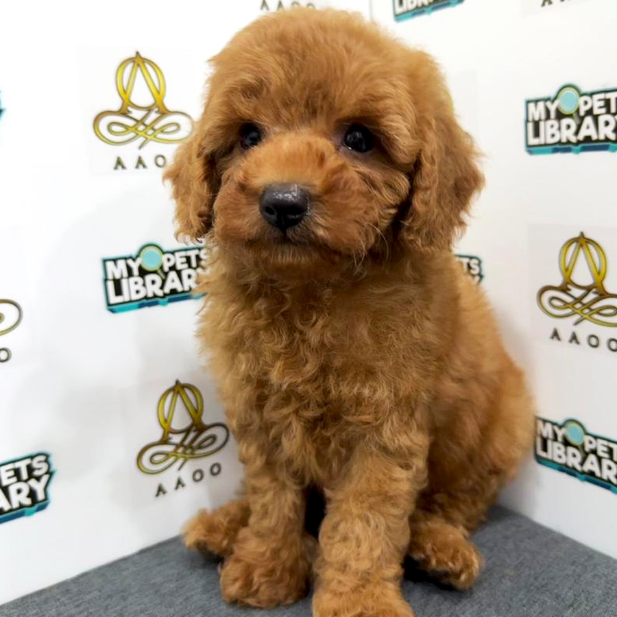 Toy Poodle Puppy
