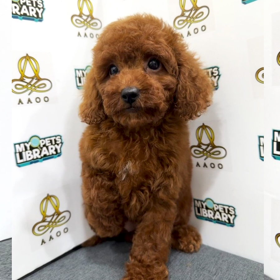 Toy Poodle Puppy