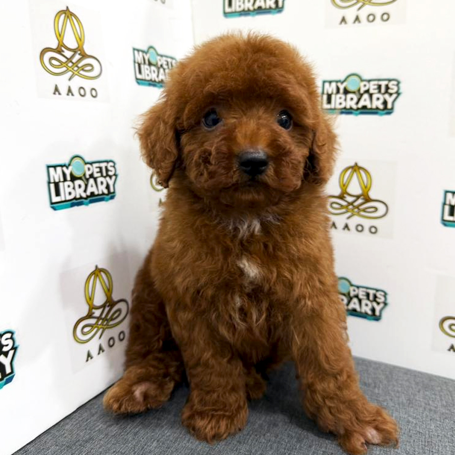 Toy Poodle Puppy