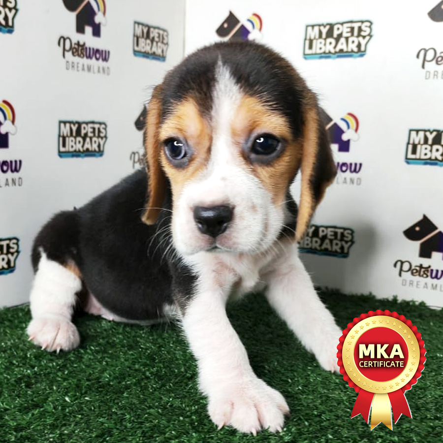 Beagle Puppy