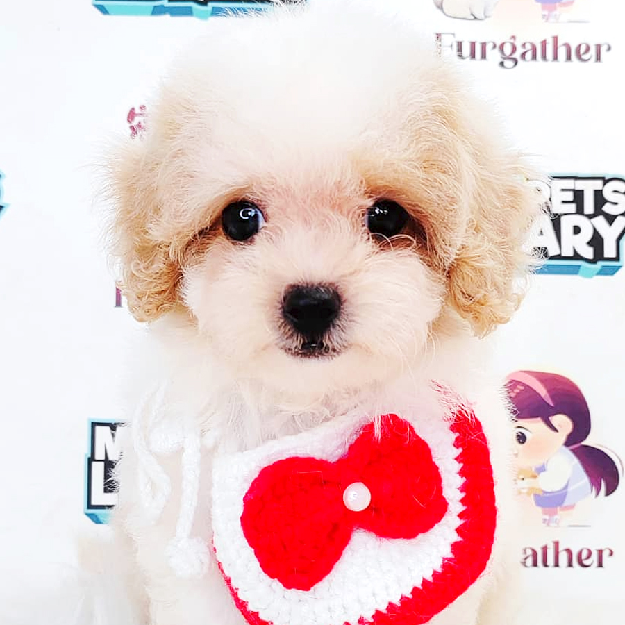 Maltipoo Puppy