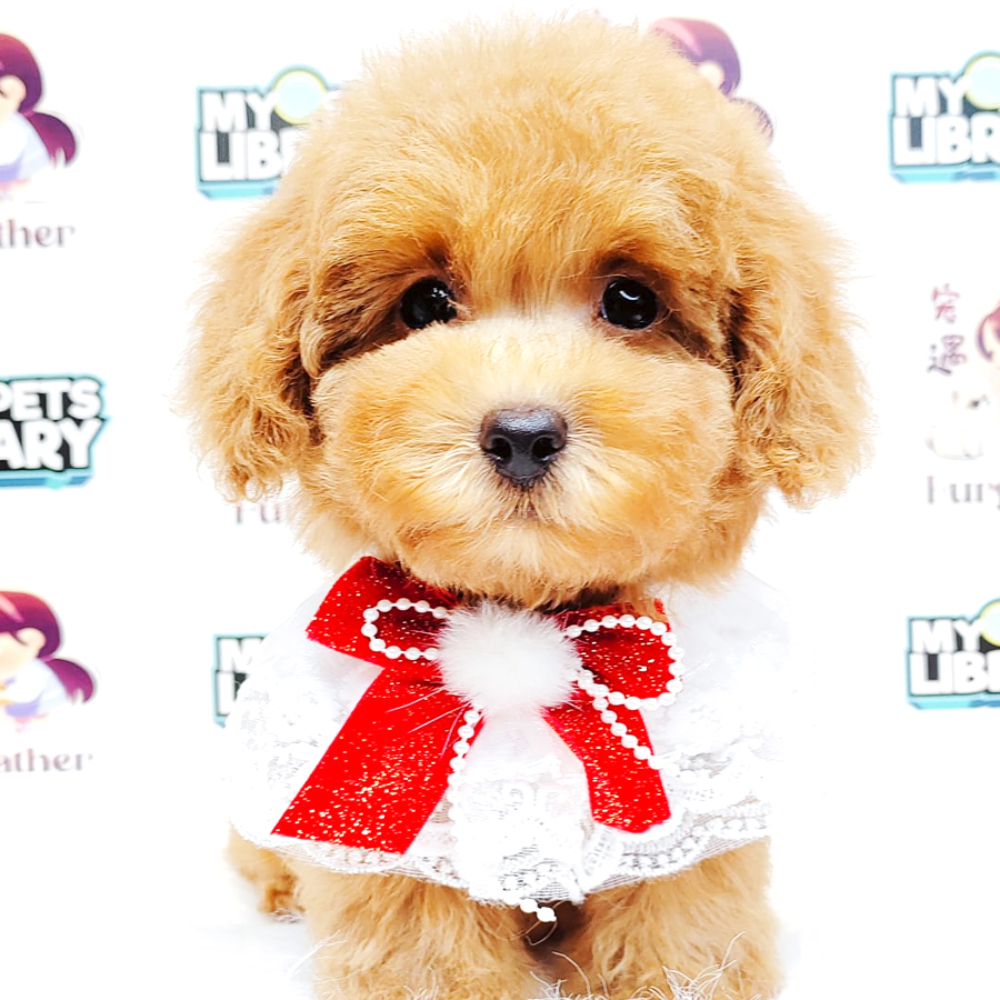 Poodle Puppy
