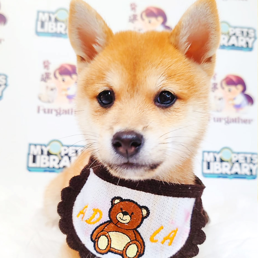 Mame Shiba Inu Puppy