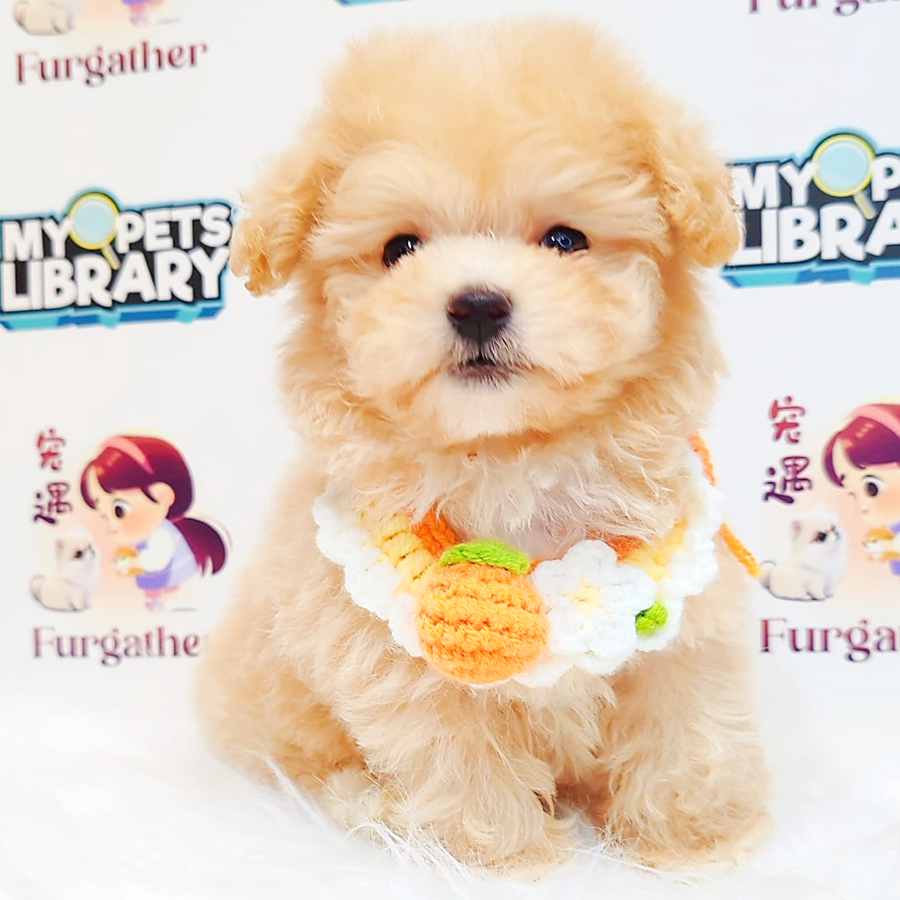Maltipoo Puppy
