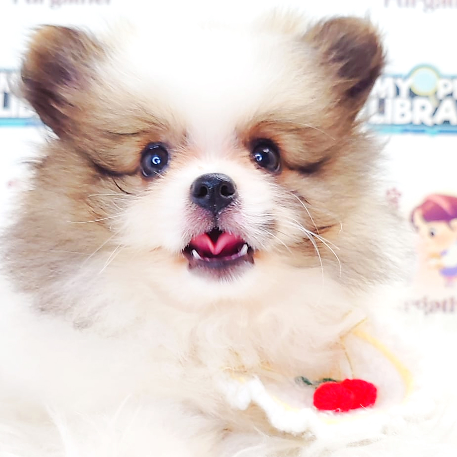 Tiny Pomeranian Puppy