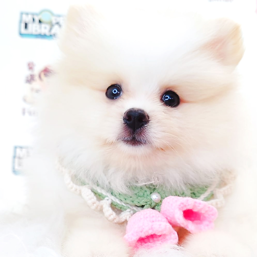 Tiny Pomeranian Puppy