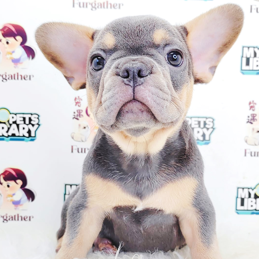 French Bulldog Puppy