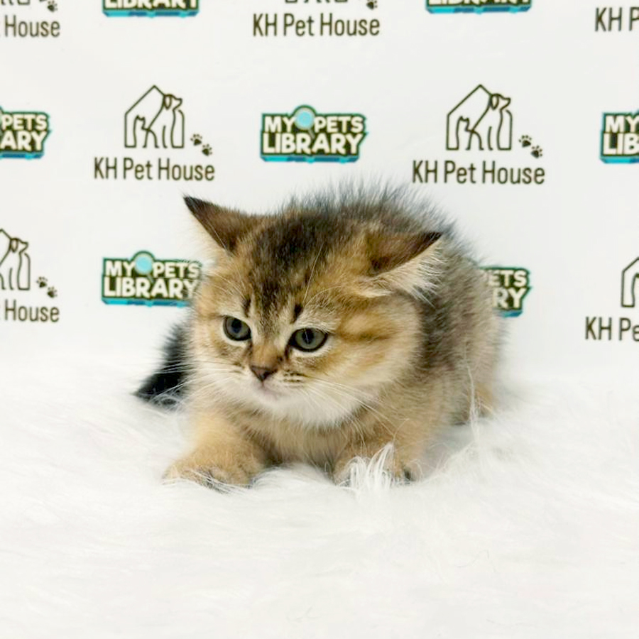 British Shorthair Kitten