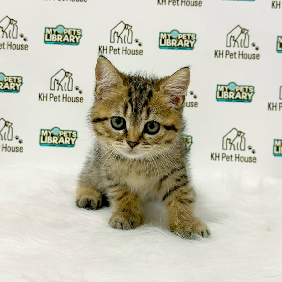 British Shorthair Kitten