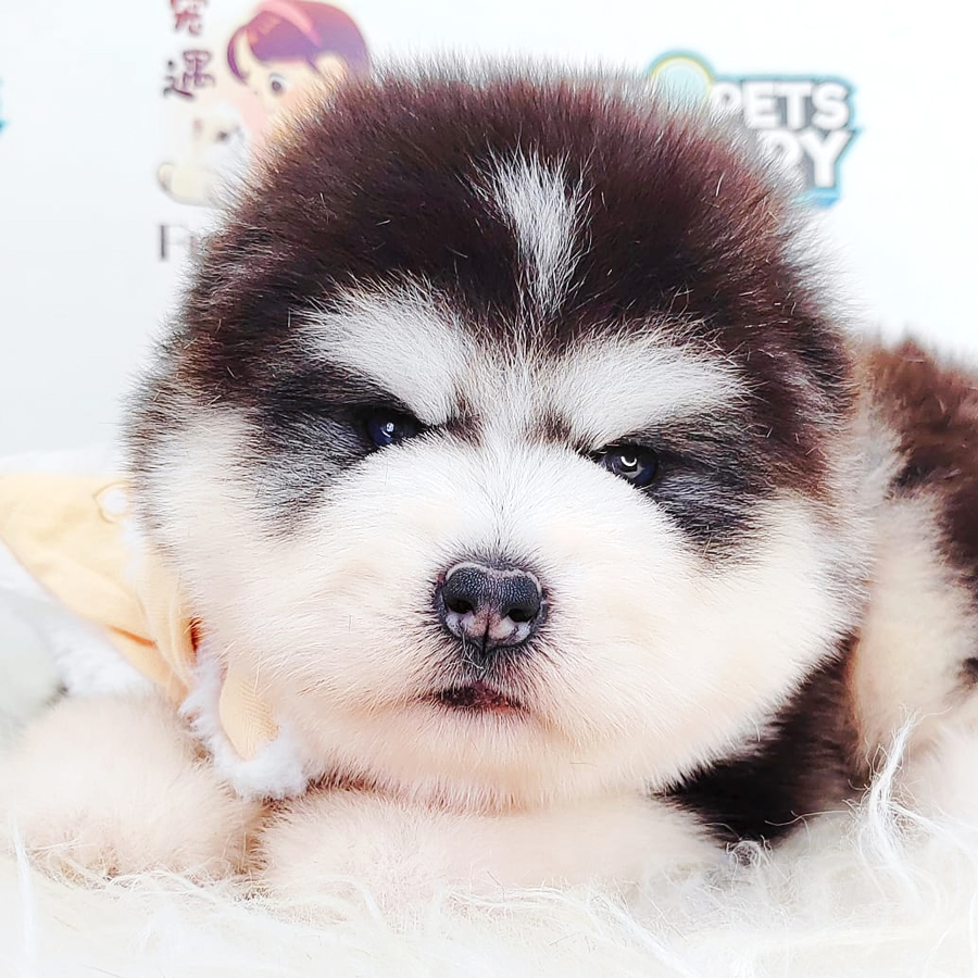 Wooly Alaskan Puppy