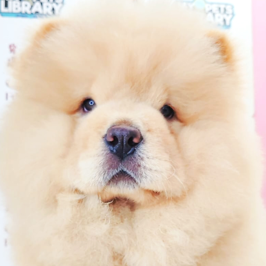 Chow Chow Puppy