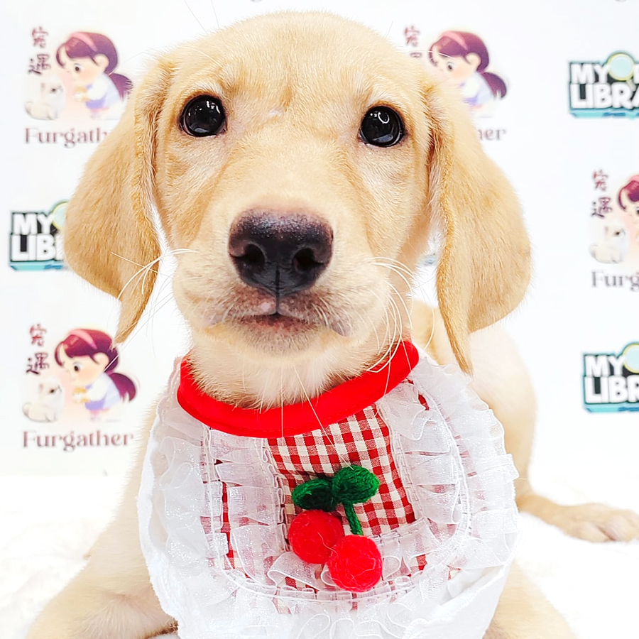 Labrador Retriever Puppy