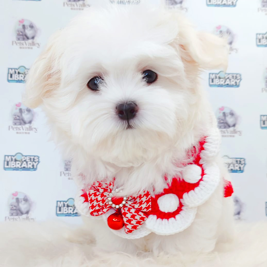 Maltese Puppy