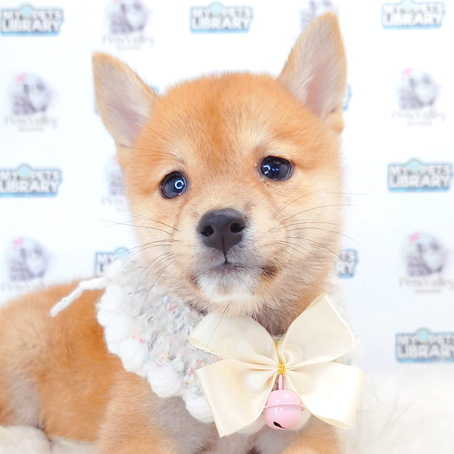 Shiba Inu Puppy
