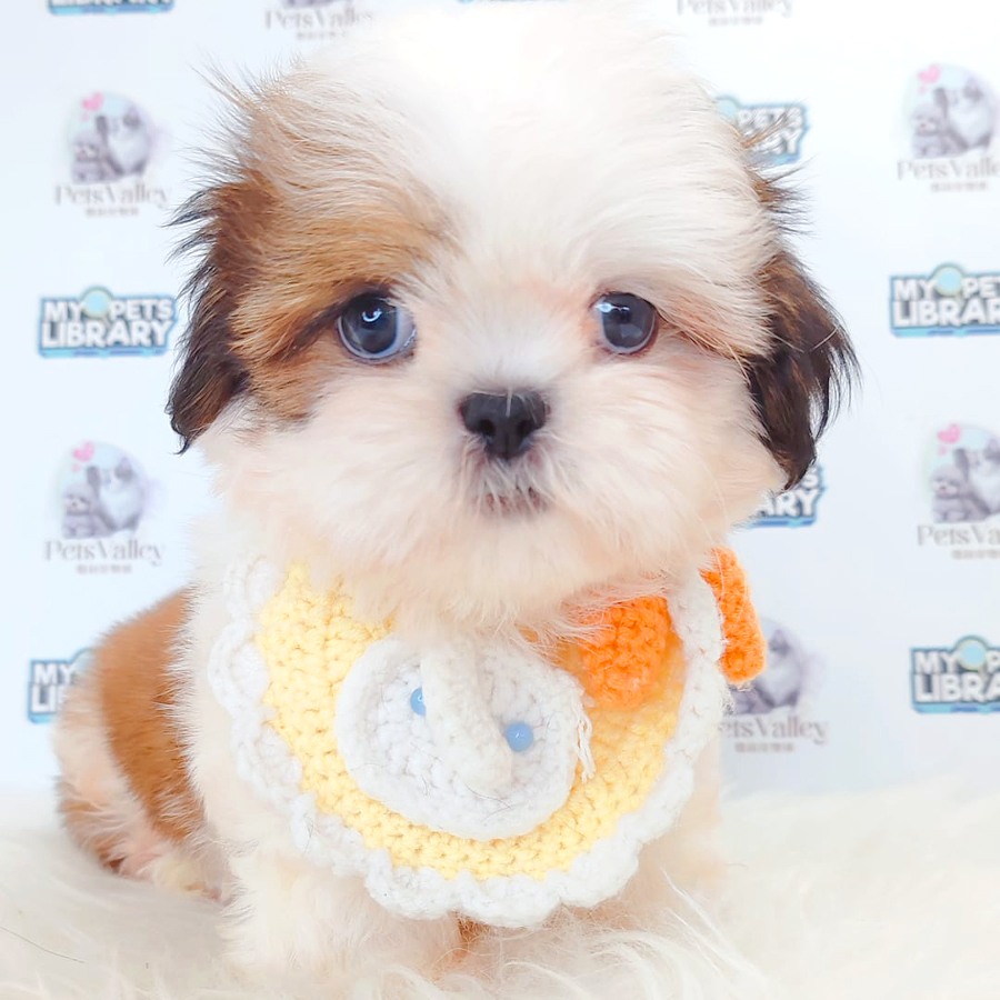 Shih Tzu Puppy
