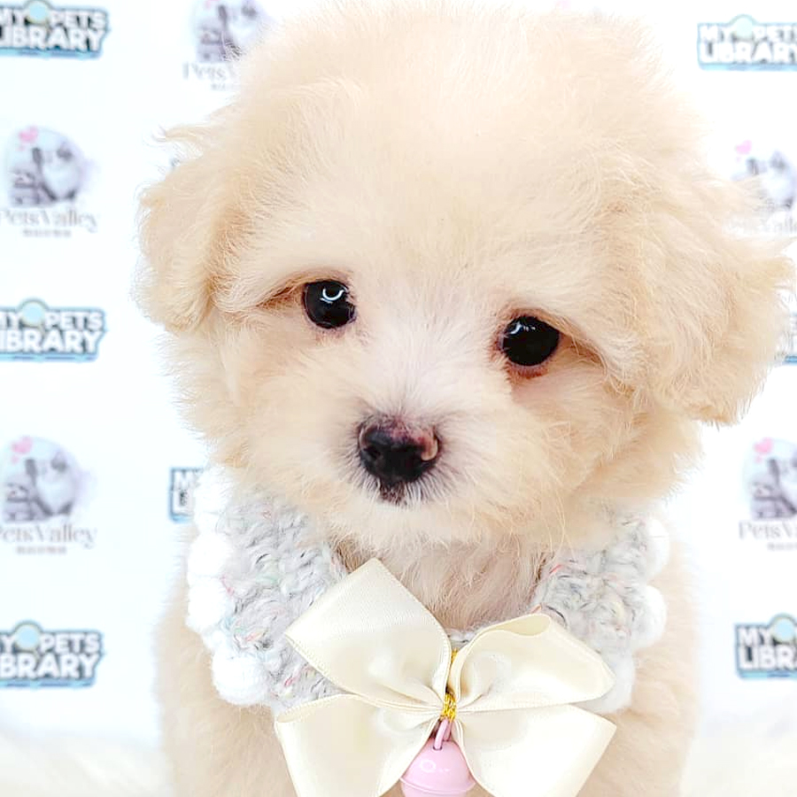 Maltipoo Puppy
