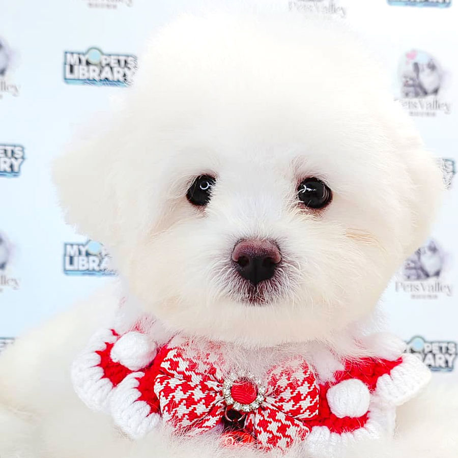 Toy Poodle Puppy