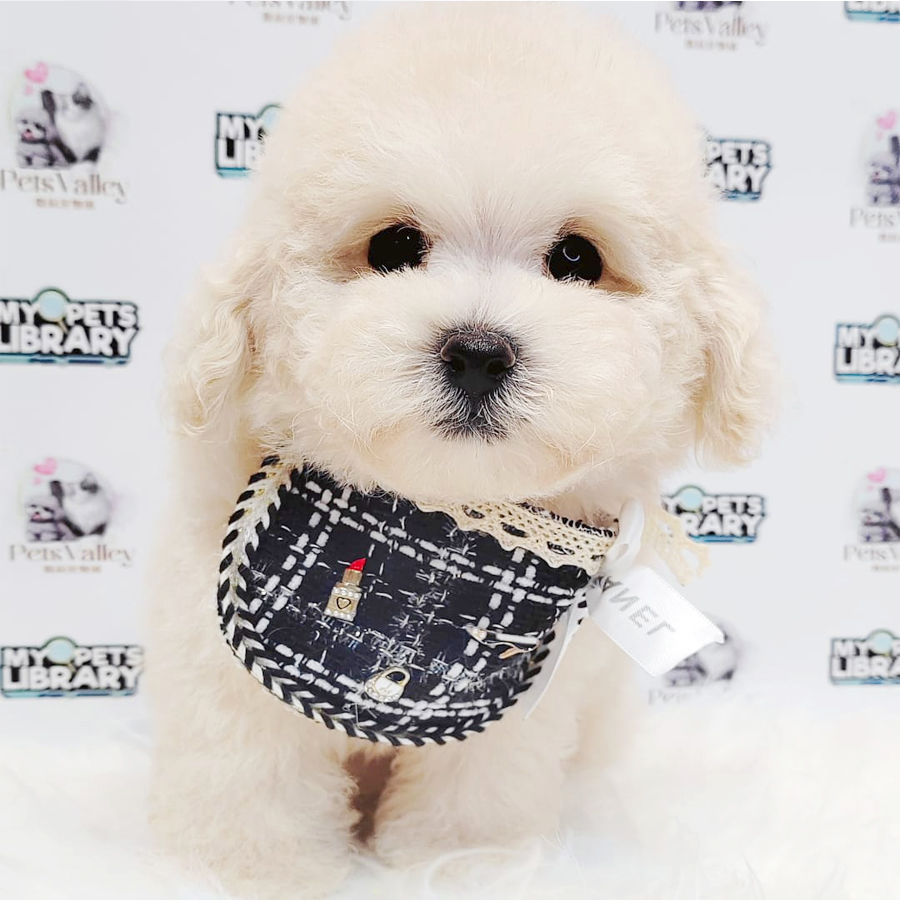 Poochon Puppy