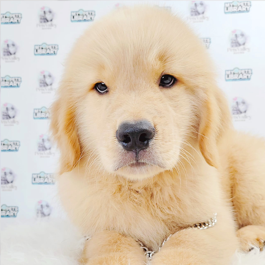 Golden Retriever Puppy