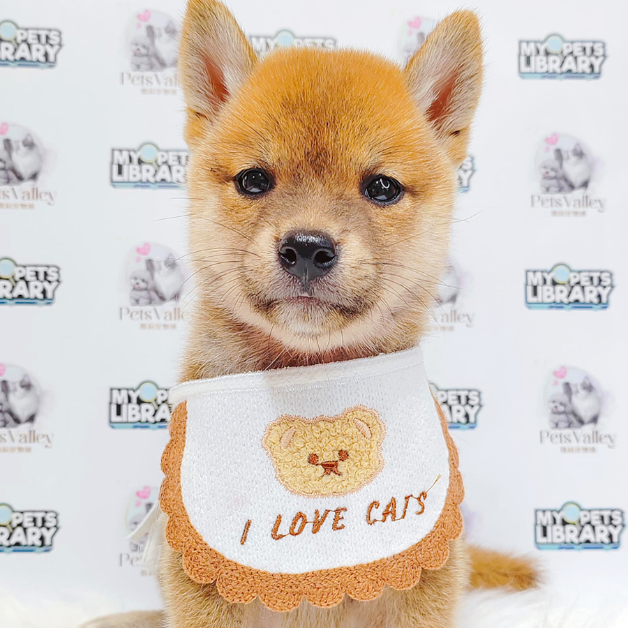 Mame Shiba Inu Puppy