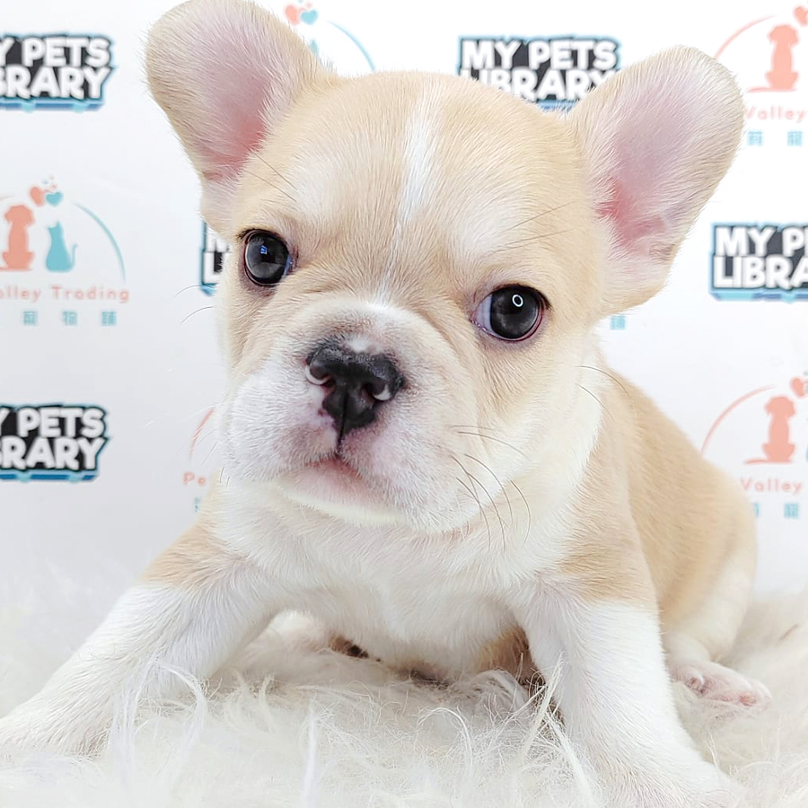 French Bulldog Puppy