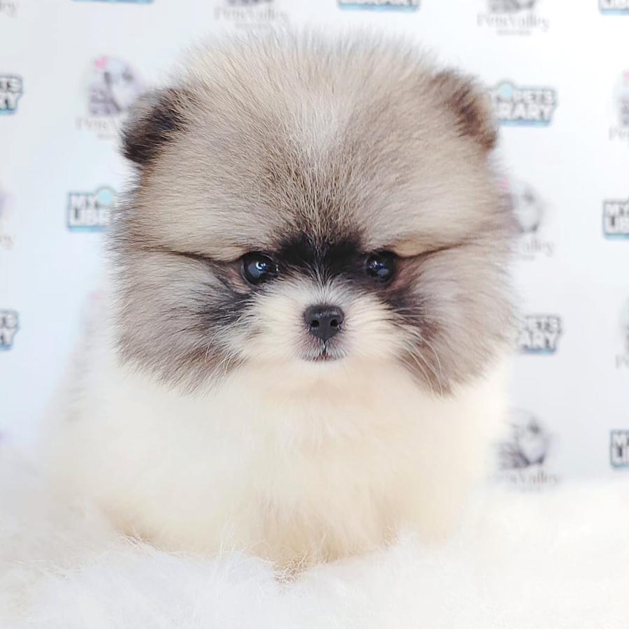 Pomeranian Puppy