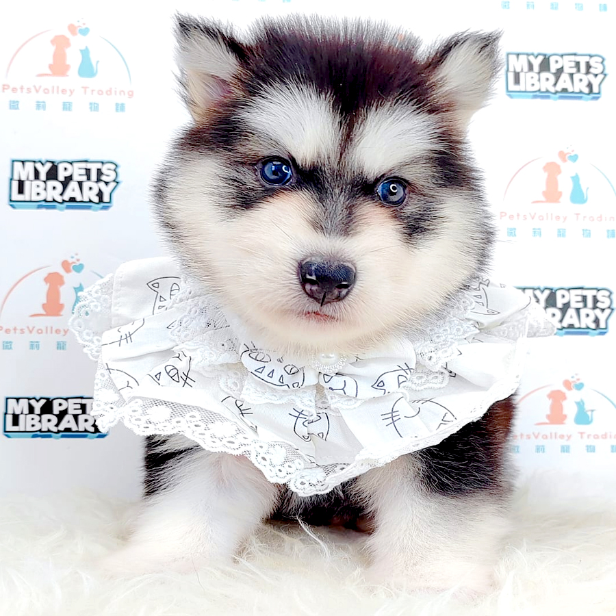 Wooly Alaskan Puppy
