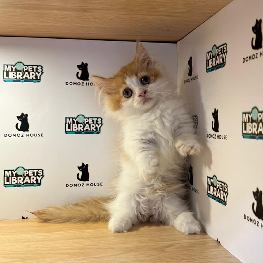Minuet Napoleon Kitten