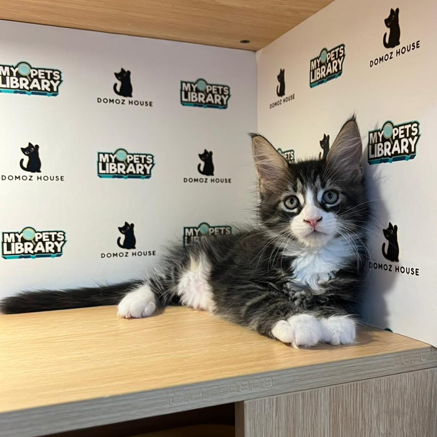 Maine Coon Kitten