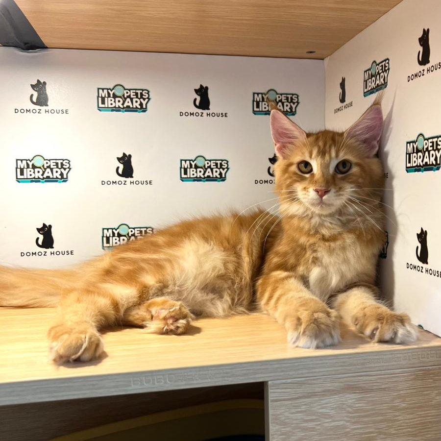 Maine Coon Kitten