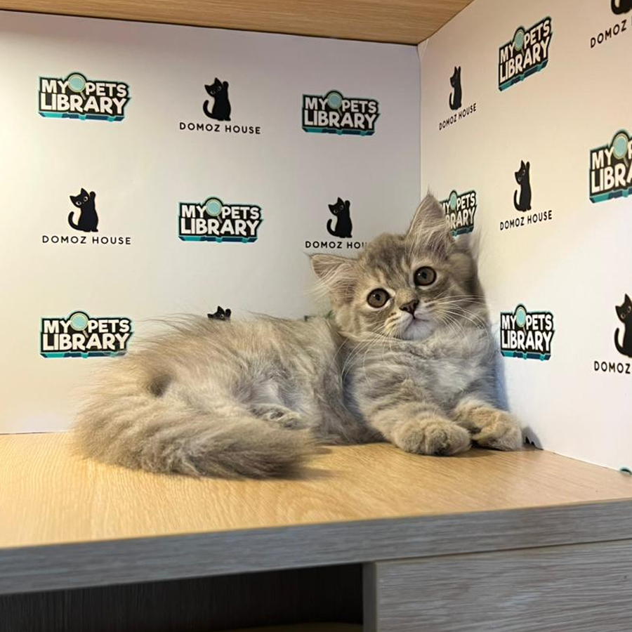 Minuet Napoleon Kitten