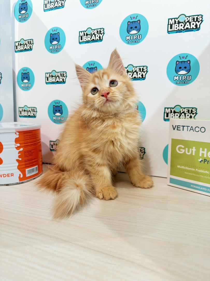 Maine Coon Persian Kitten