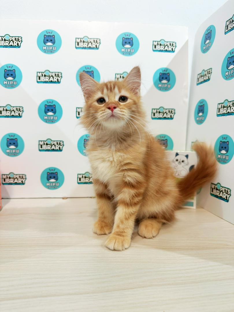 Maine Coon Persian Kitten
