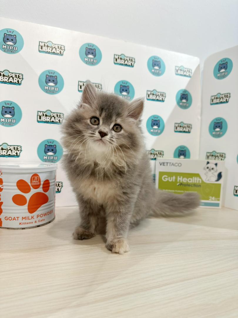 Scottish Persian Kitten