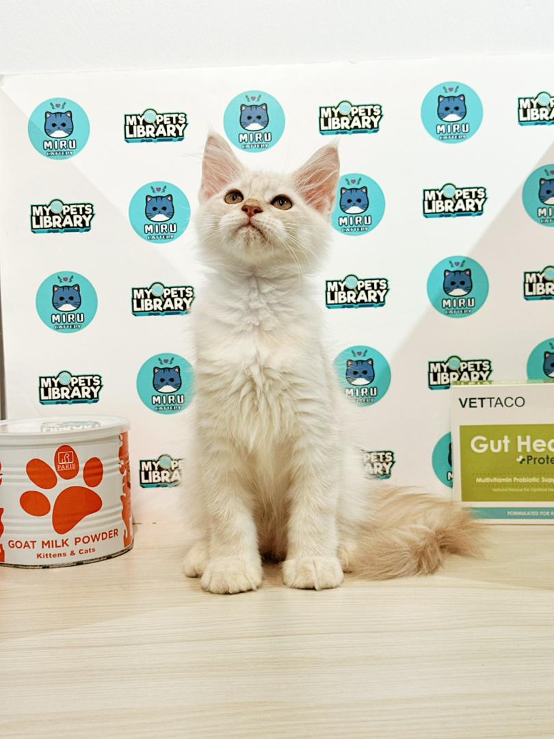Maine Coon Kitten