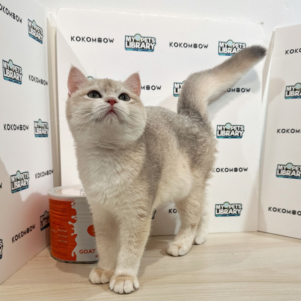 British Shorthair Kitten