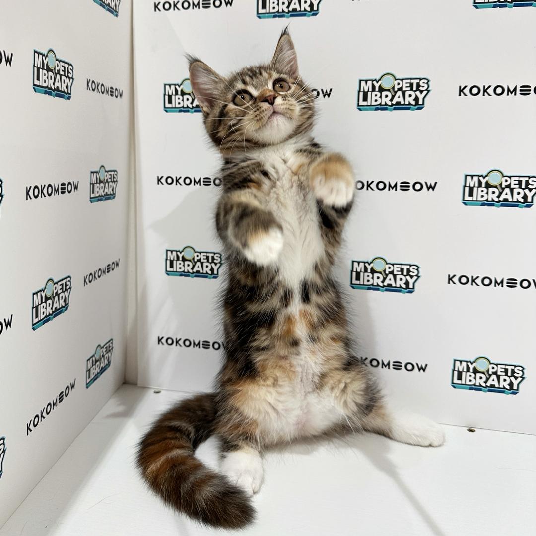 Short Leg Munchkin British Shorthair Kitten