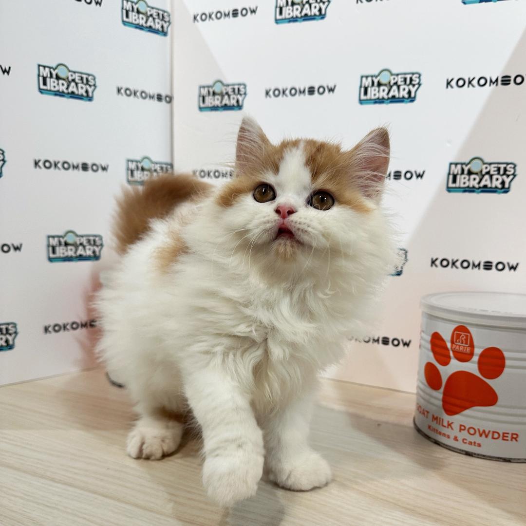 Persian Kitten