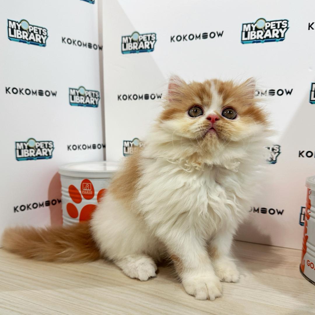 Persian Kitten