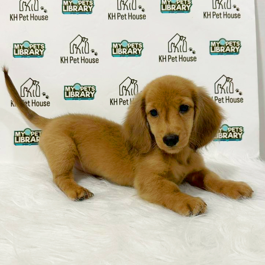 Longcoat Dachshund Puppy