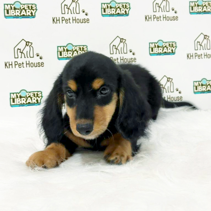 Longcoat Dachshund Puppy