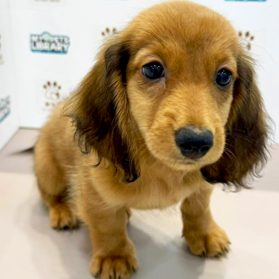 Longcoat Dachshund Puppy