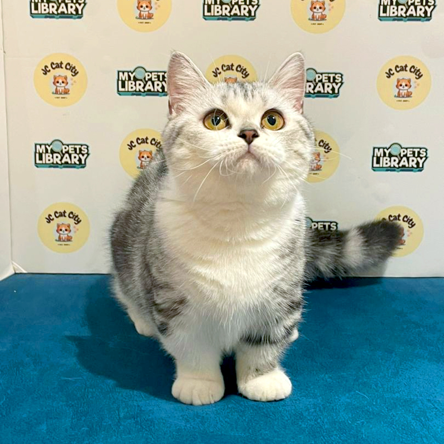 Munchkin Kitten