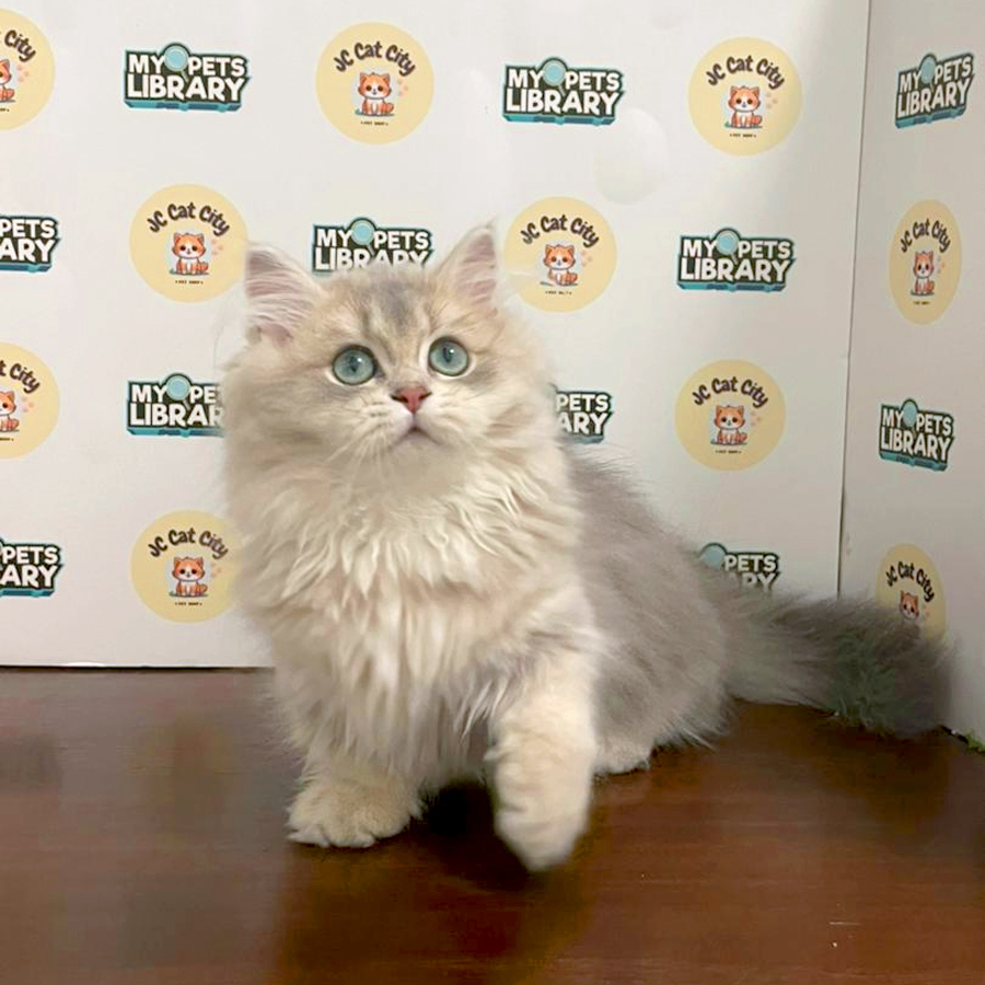 Minuet Napoleon Kitten