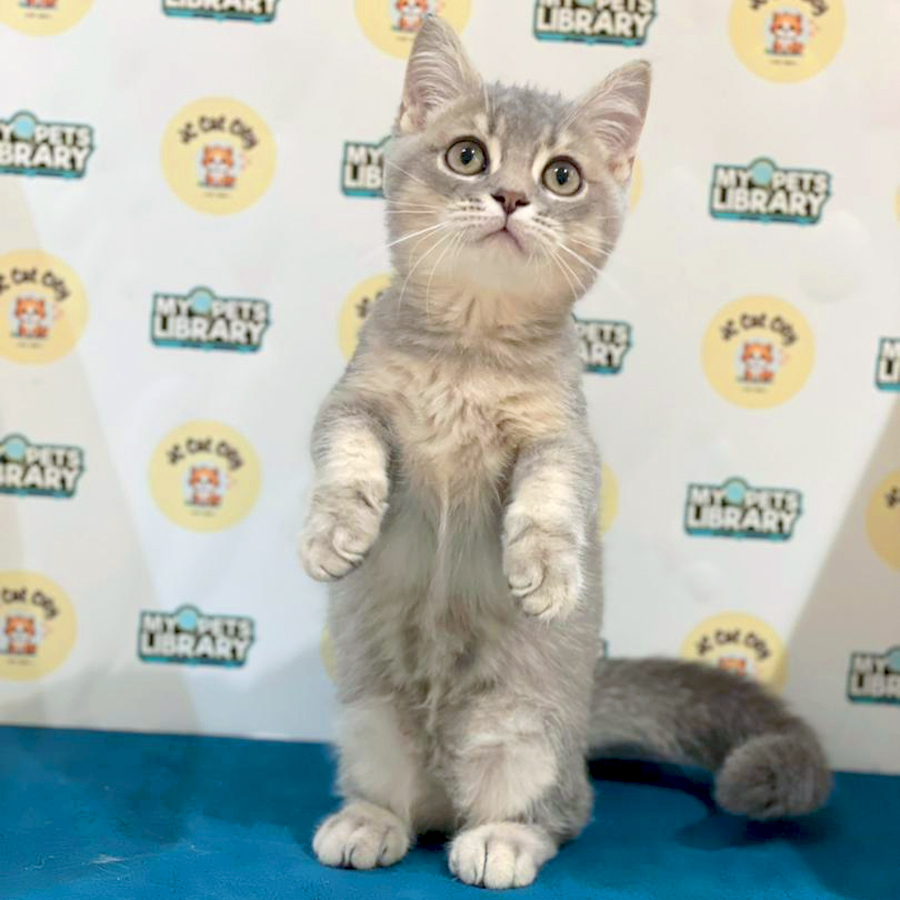 Munchkin Kitten