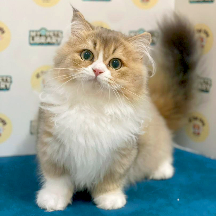 Minuet Napoleon Kitten